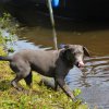 hundefamilien - treffen 09.09.2017   33